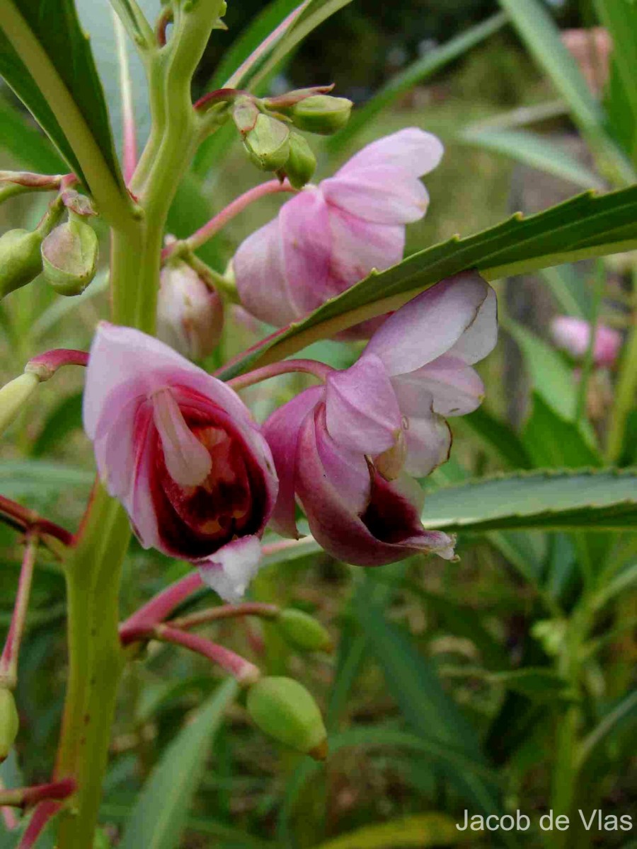 Hydrocera triflora (L.) Wight & Arn.